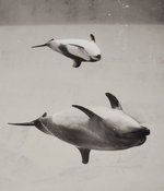 Leica M-P | 2016년 11월. 나고야 수족관의 돌고래들