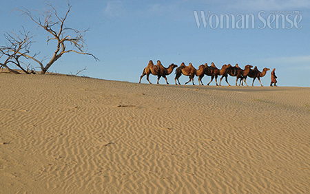 고비 사막을 가로지르는 낙타들.