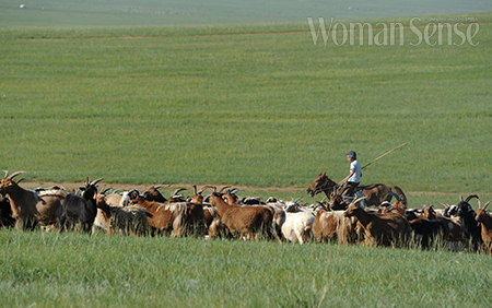 유목민인 몽골인들에게 가축은 무엇보다 귀중한 재산이다. 