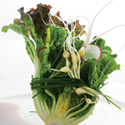 spring herbs salad