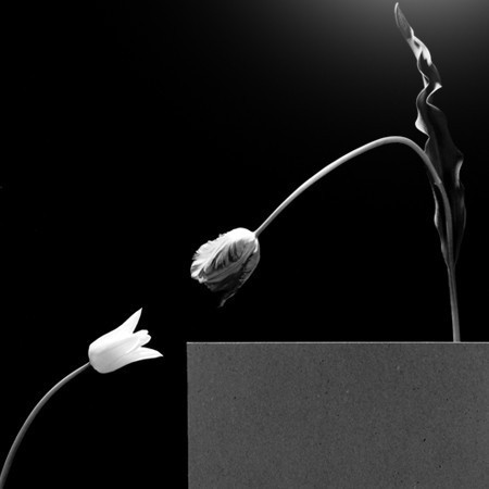 ‘TWO TULIPS’ 1984,
SILVER GELATIN,
50.8X40.64CM
©THE ROBERT
MAPPLETHORPE
FOUNDATION. USED BY
PERMISSION