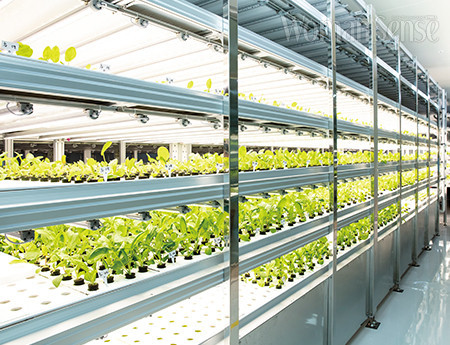 종자부터 수경재배 기술까지 최고 전문가들이 건강하게 키운 안전한 식물공장 웰스팜 하우스 재배실.
