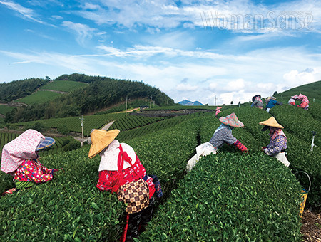 대만의 고산지대에 위치한 차밭에서는 손으로 직접 찻잎을 따는 모습을 볼 수 있다.