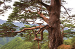 약 600년 동안 숱한 세월의 풍파를 견디며 거세고 세차게 자리 잡은 금강소나무숲길의 대왕소나무.