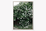 집에 거는 그림 하나만으로도 나만의 갤러리를 연출할 수 있다. 흐드러지게 핀 하얀색 장미꽃이 가득한 사진을 담은 스웨덴 디자인 브랜드 파인 리틀 데이의 아트 포스터. 7만5천원 데이글로우.
